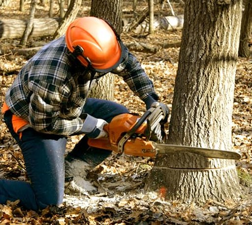 Tree Removal in West Boothbay Harbor, ME